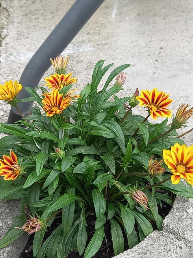 Iva Apartmani Jajce Dış mekan fotoğraf